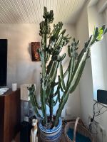 Gut gewachsener Kaktus Nordrhein-Westfalen - Jüchen Vorschau