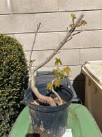 Ahorn-Bonsai Rohling mit "Parallel-Stamm" Nordrhein-Westfalen - Baesweiler Vorschau