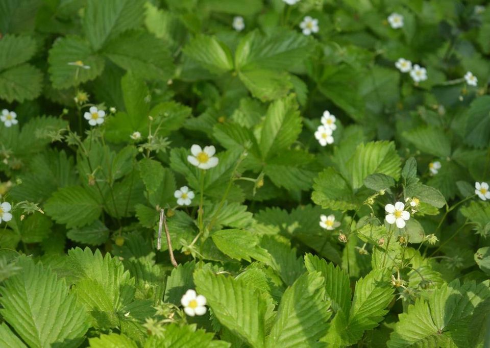 Walderdbeeren für die Erdbeerwiese in Nordrhein-Westfalen - Lage | eBay  Kleinanzeigen ist jetzt Kleinanzeigen