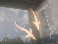 Stör Albino sterlet 20-25cm besatzfisch Teichfische Nordrhein-Westfalen - Siegen Vorschau