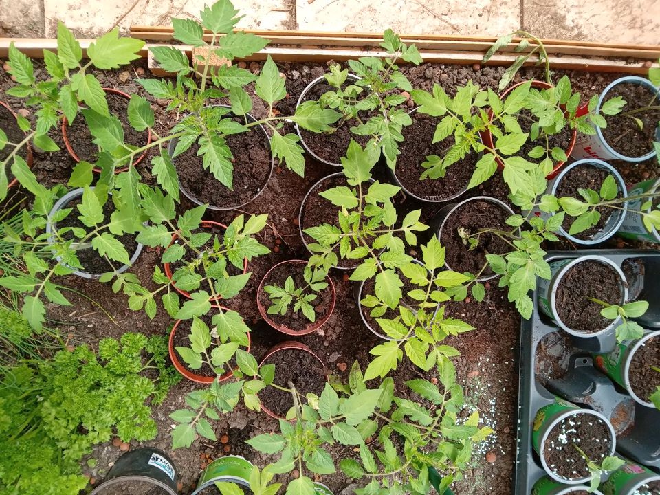 Tomatenpflanzen im Topf in Muggensturm
