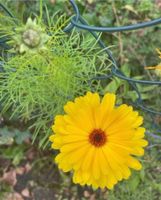 15 Samen Ringelblume, Garten Insekten Natur Sommer Bayern - Baldham Vorschau