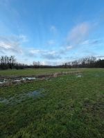 Suche Grünland Weide Wiese zur Pacht 20Km um Jork Niedersachsen - Neuenkirchen (Altes Land) Vorschau