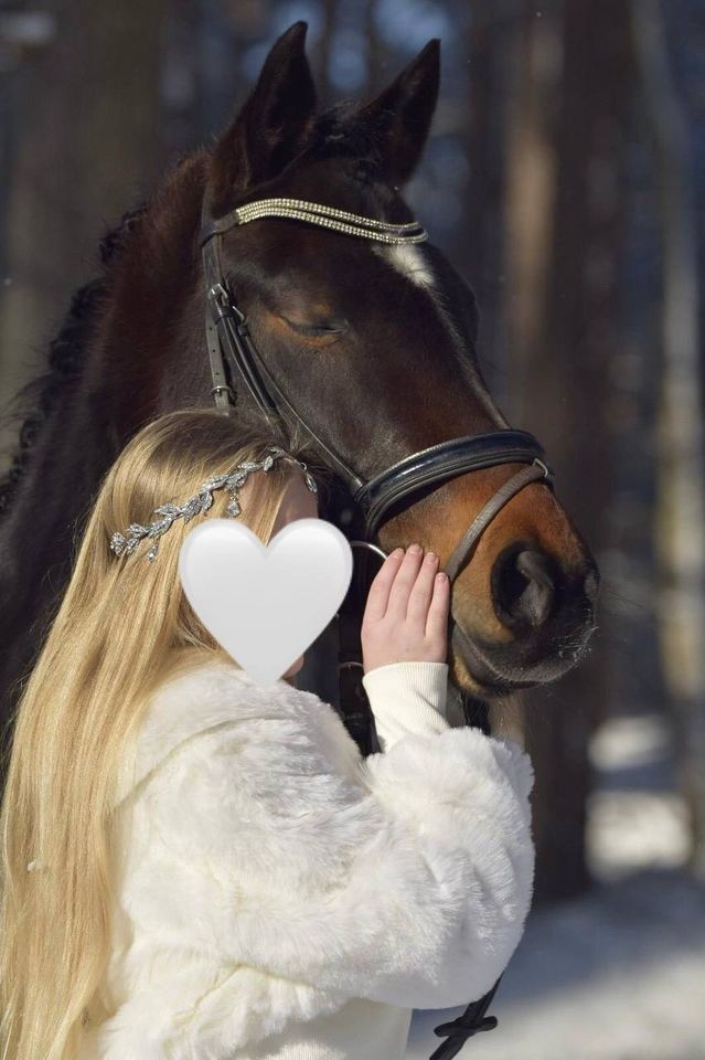 Deutsches Reitpony, Stute, Pony, Endmaß in Celle