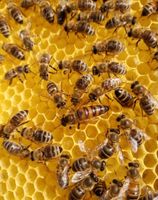 Biene/Bienenvolk Kr. München - Unterschleißheim Vorschau