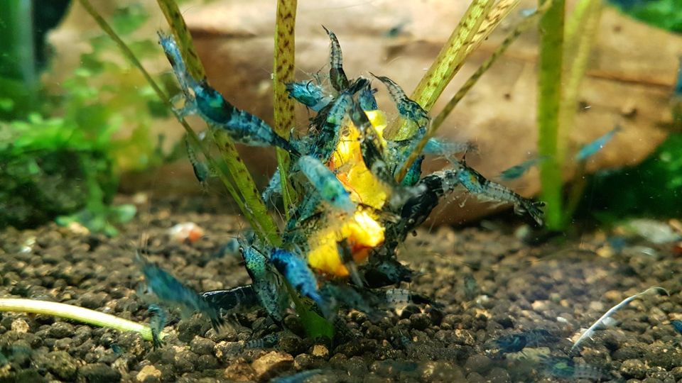 10 Stk. schöne bunte Mix Garnelen Neocaridina in Essen