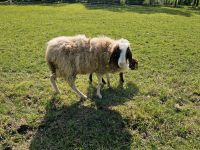 Bergschaf Aue Nordrhein-Westfalen - Löhne Vorschau