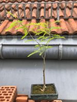 Lederhülsenbaum, falscher Christusdorn (Gleditsia triacanthos) Dresden - Weixdorf Vorschau