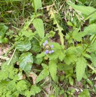 Blumensamen Blumen Samen Kleine Braunelle Heimische Pflanze 2023 Bayern - Neunkirchen a. Brand Vorschau