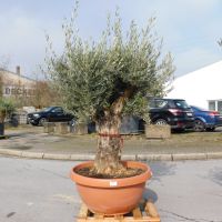 Olivenbaum Olea Europaea 79cm Stammu. Schale 8 - 180cm hoch Nordrhein-Westfalen - Oberhausen Vorschau