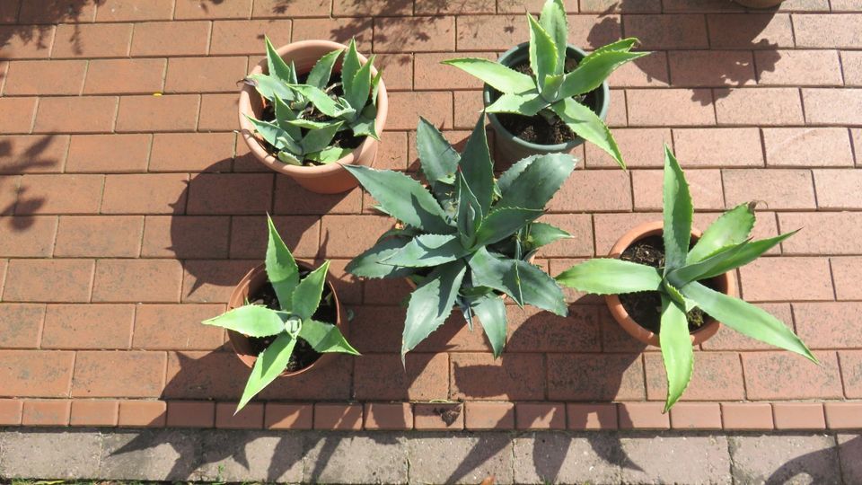 Agave Kaktus mit Topf in Wildeshausen