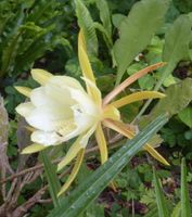 Schöner großer Blattkaktus Epiphyllum mit gelb weißen Blüten Baden-Württemberg - Ludwigsburg Vorschau