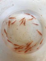 Neocaridina Rot Garnelen Sakura ca 1cm Bayern - Taufkirchen Vils Vorschau