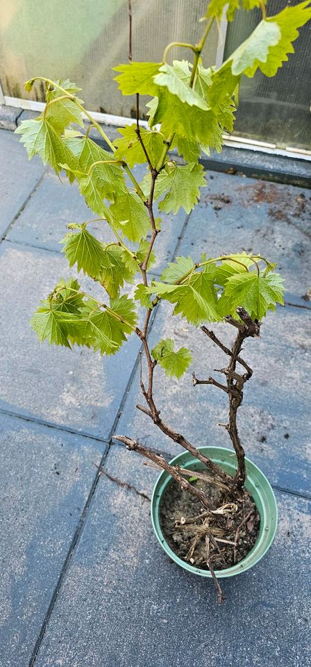 WEINREBE/WEINSTOCK BLAUE TRAUBE CA 60 CM in Oberhausen