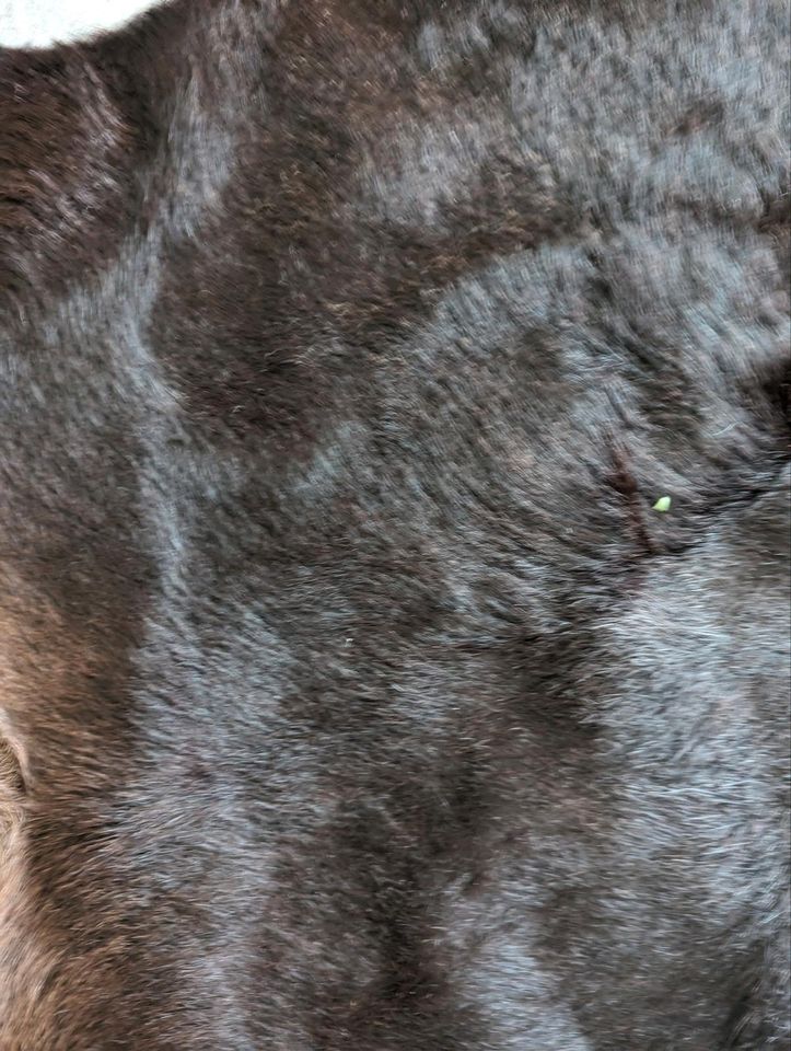 Teppich flauschig  echte Leder in Hamburg