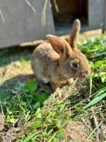 KANINCHEN Junge Hauskaninchen braun Hase handzahm 12 Wochen Sachsen-Anhalt - Lützen Vorschau