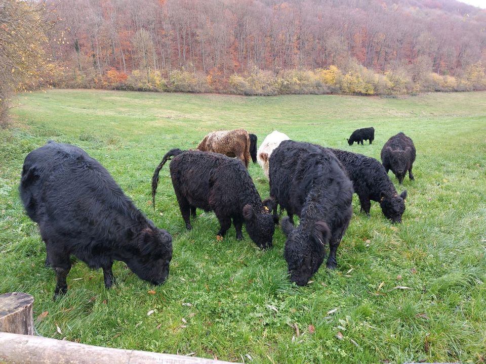 Galloway Rindfleisch Gulasch Hackfleisch Filet in Delligsen