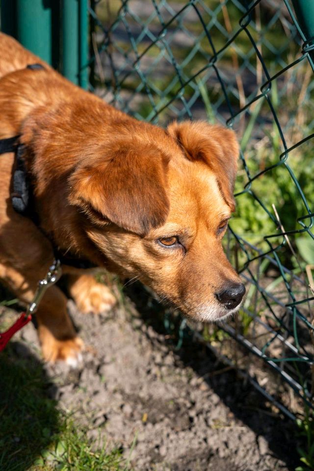 Christofer - sehr lieber Hund sucht seine Menschen ♥️ in Berlin