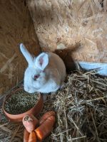 Kaninchen Weibchen Albino Niedersachsen - Engelschoff Vorschau