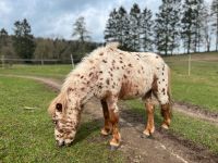 Classic Pony , Classicpony 2j Hengst, Appalooser, Zuchtpotential Mecklenburg-Vorpommern - Weitendorf Laage Vorschau