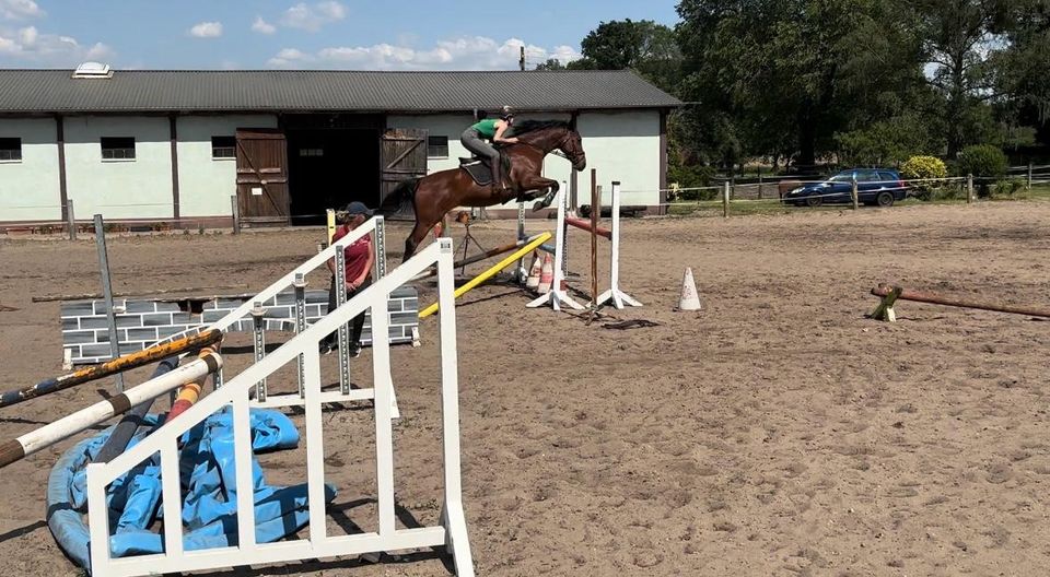 Deutsches Sportpferd - Dakota in Wriezen