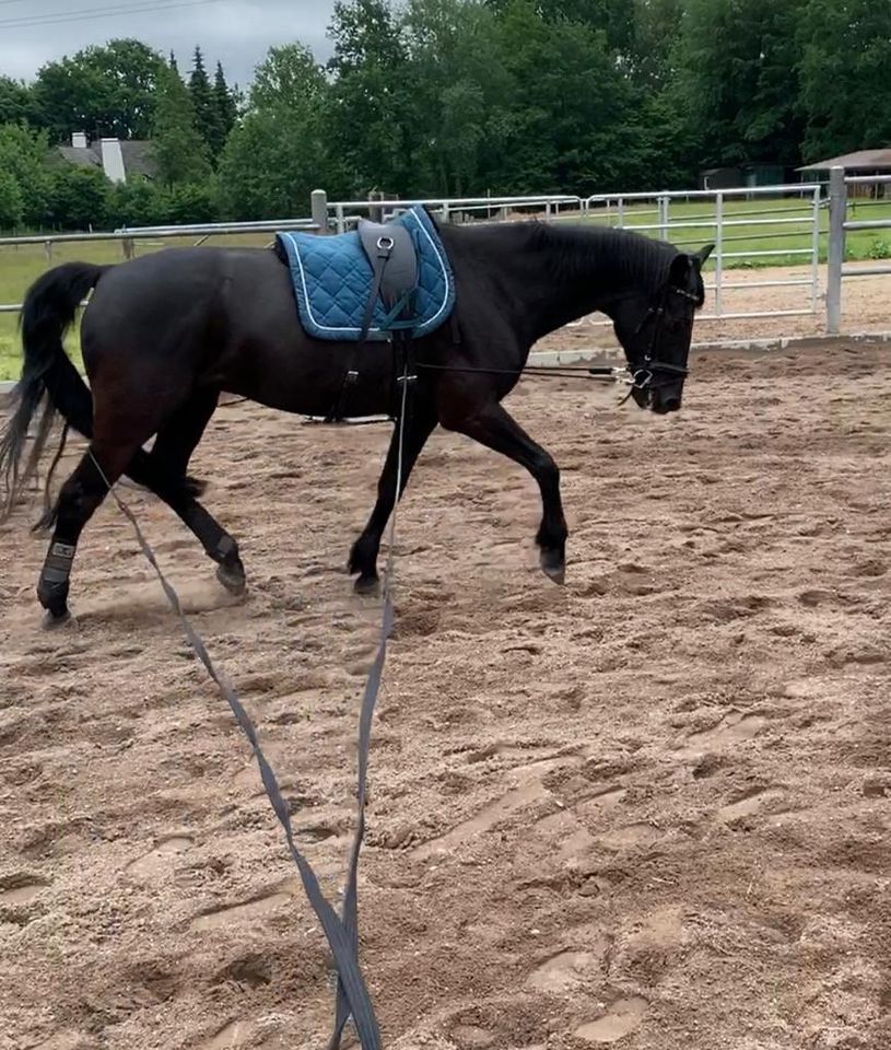 Horse Bodyformer Verleih in Kisdorf