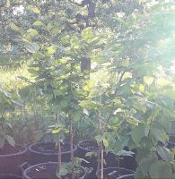 Hainbuche (Carpinus betulu) Baden-Württemberg - Achstetten Vorschau