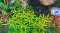 Limnophila aromatica mini Aquariumpflanzen Wasserpflanzen Thüringen - Großenstein Vorschau