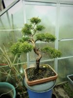 Chin.Wacholder, Bonsai, Juniperus Chinensis, 28 Jahre alt Nordrhein-Westfalen - Korschenbroich Vorschau