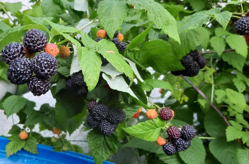 Schwarze Himbeeren Pflanze Glen Coe.  Bio. in Mannheim