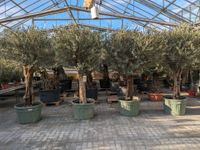 500 Olivenbäume, Olea europaea, echter Olivenbaum Rheinland-Pfalz - Lingenfeld Vorschau