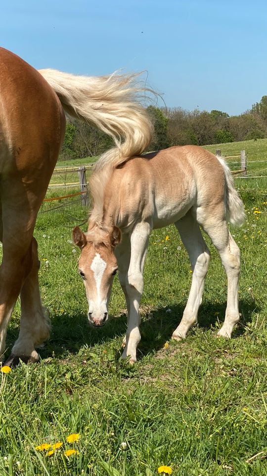 Haflinger Stutfohlen der Extraklasse!!! in Mühlhausen