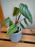 Pflanze Philodendron SP colombia Niedersachsen - Bad Nenndorf Vorschau