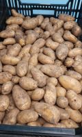 BIO Kartoffeln  ab 1,20/kg Brandenburg - Rägelin Vorschau