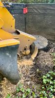 ✅ Baumwurzel / Baumstumpf entfernen, Wurzelfräsen, Stubbenfräse Saarland - Heusweiler Vorschau