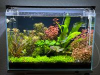 Aquarium High Tech mit schrank, CO2, fische, pflanzen, filter 72L Baden-Württemberg - Crailsheim Vorschau