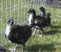 Australorps, Küken Nordwestmecklenburg - Landkreis - Gadebusch Vorschau