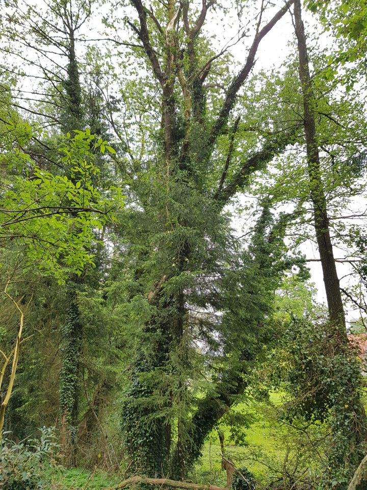 Baum Fällarbeiten Brennholz Garten in Detmold