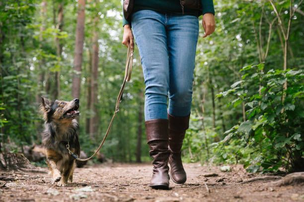 Hundetagesstätte&Urlaubsbetreuung n.V Abholung möglich für WarenM in Waren (Müritz)