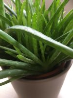 Aloe Vera Pflanze Ableger - verschiedene Größen Bayern - Holzgünz Vorschau