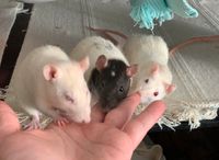 Kostenlose Aufklärung ü. artgerechte Ratten - Haltung u. Adoption Nürnberg (Mittelfr) - Mitte Vorschau