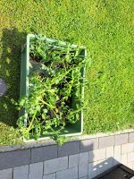 Gemüsepflnzen Niedersachsen - Rastede Vorschau