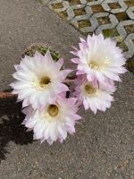 3x Echinopsis tubiflora Kaktus rosa weiß 2,5-3,0cm Sachsen - Wildenfels Vorschau