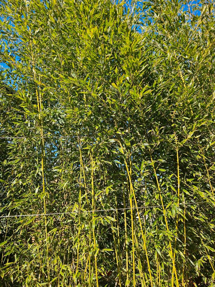 Bambus, Gräser, Pfahlrohr (Fargesia, Phyllostachys etc.) in