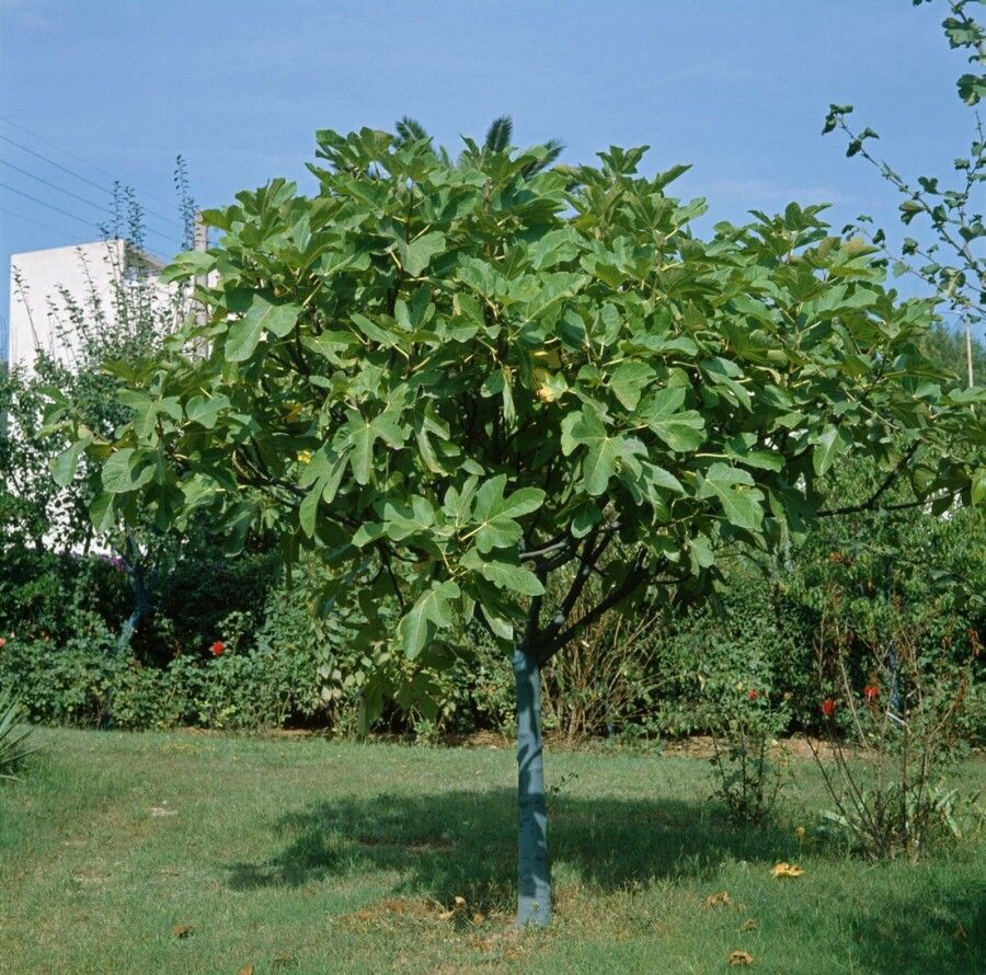 Feigenbaum - "Ficus carica" - 40cm Jungpflanze in Wildeshausen