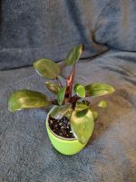 Philodendron - Babypflanze Bayern - Alzenau Vorschau