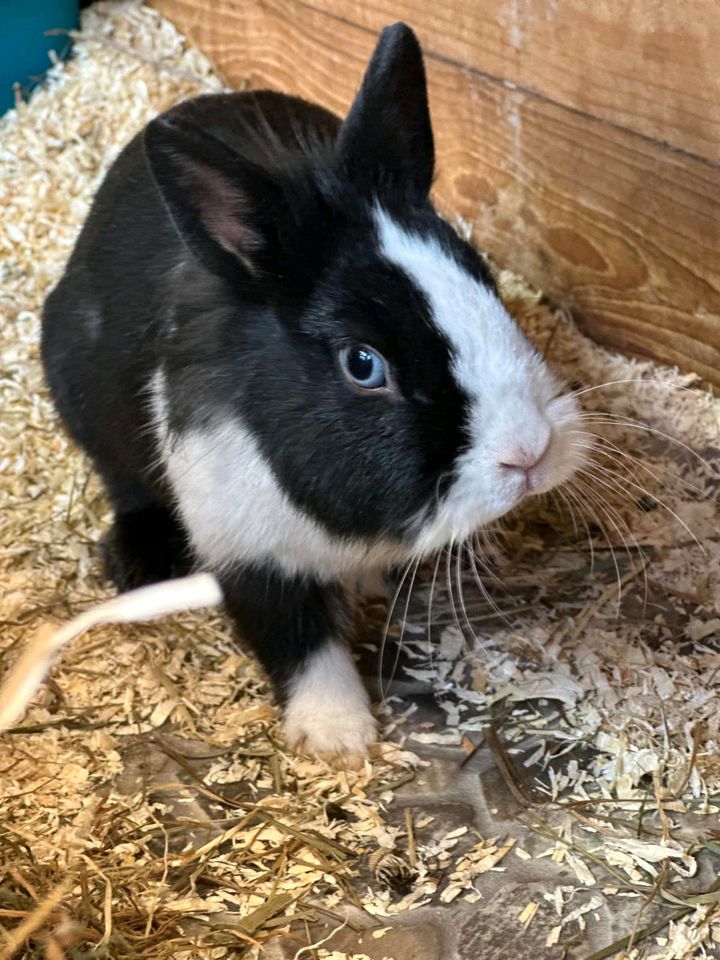 Zwergkaninchen ♡ Farbenzwerg ♡ Löwenköpfchen ♡ handzahme Babys in Hannover