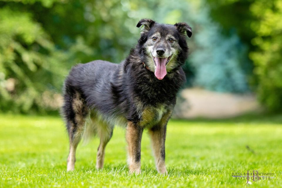 Karlheinz, Mischling, 9 Jahre, männlich, Tierhilfe Franken e.V. in Lauf a.d. Pegnitz