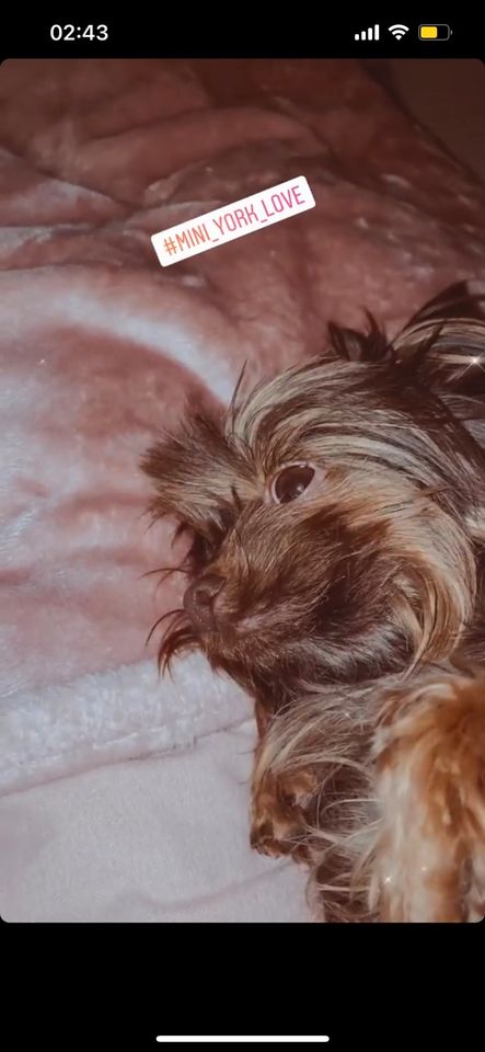 Yorkshire Terrier 2000,- Belohnung Weibchen in Saarbrücken in Heusweiler