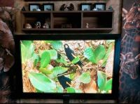 Samsung Fernseher mit Fernbedienung ,42 Zoll / 108 cm Buchholz-Kleefeld - Hannover Groß Buchholz Vorschau